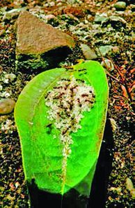 Leafcutter Ants